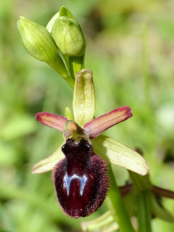 Prima fioritura di orchidee a Palena nel Parco Nazionale della Majella - maggio 2022.